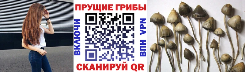 где найти hydra зеркало Псилоцибиновые грибы Cubensis Карабаш